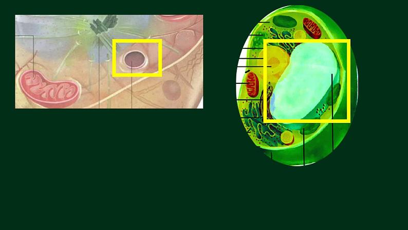 3.2 细胞器-【新教材】人教版（2019）高中生物必修1同步课件精讲+习题精练07