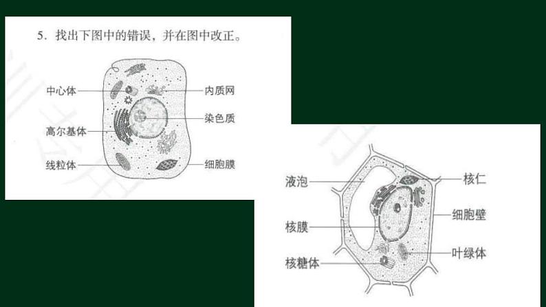 3.2 细胞器-【新教材】人教版（2019）高中生物必修1同步课件精讲+习题精练08