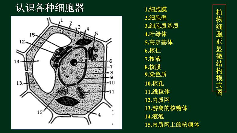 3.2 细胞器-【新教材】人教版（2019）高中生物必修1同步课件精讲+习题精练01