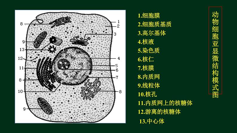 3.2 细胞器-【新教材】人教版（2019）高中生物必修1同步课件精讲+习题精练02