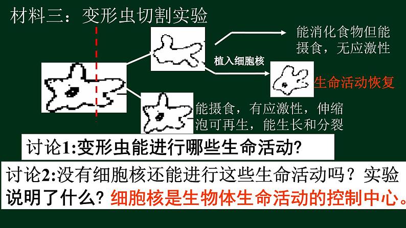 3.3 细胞核-【新教材】人教版（2019）高中生物必修1同步课件精讲+习题精练07