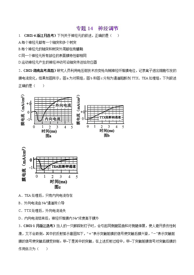 专题14神经调节-三年（2019-2021）高考生物真题分项汇编（原卷版）第1页