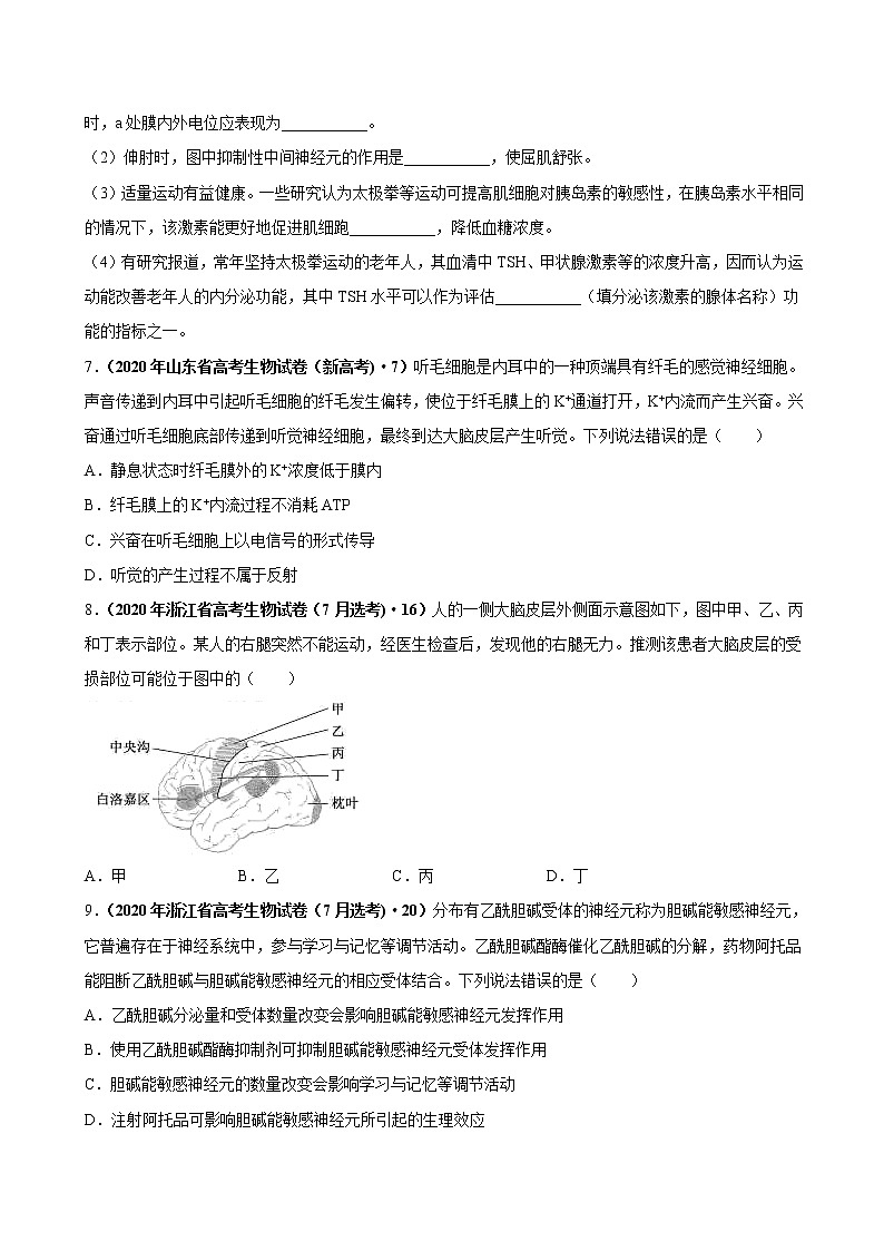 专题14神经调节-三年（2019-2021）高考生物真题分项汇编（原卷版）第3页
