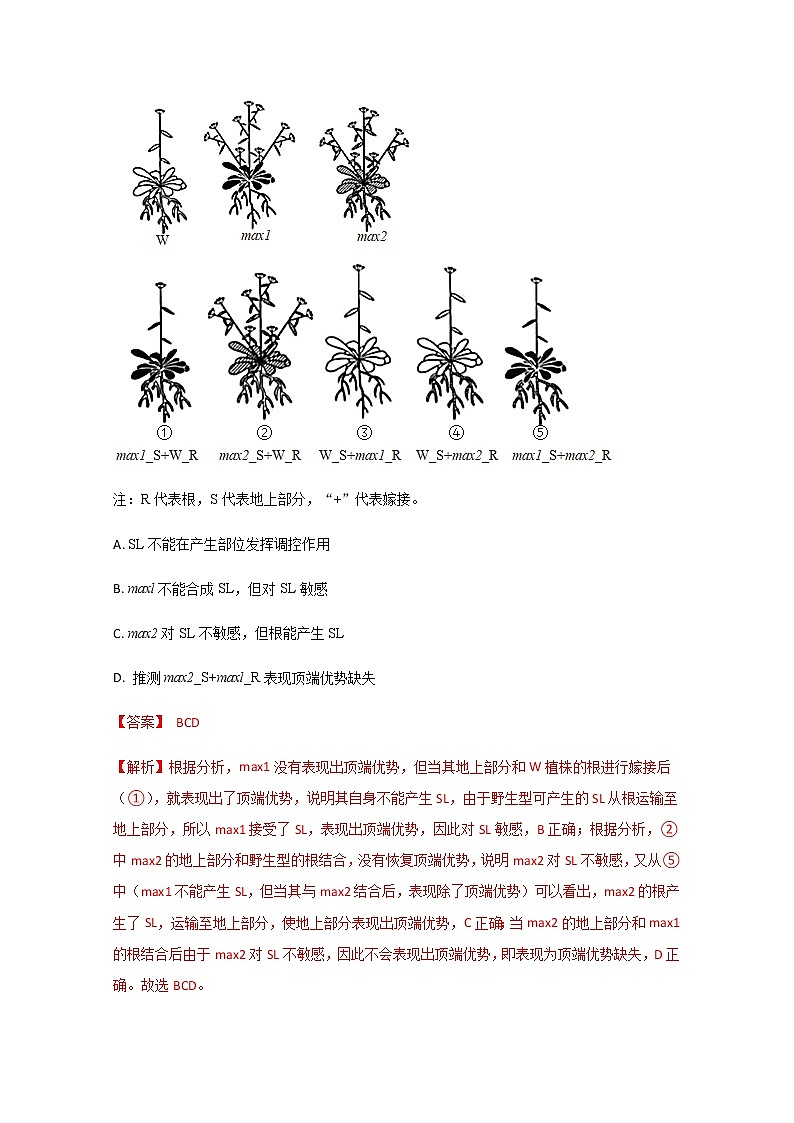 2021年高考真题和模拟题分类汇编+生物+专题11+植物的激素调节+Word版含解析第3页