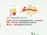 1.1 细胞生活的环境课件PPT