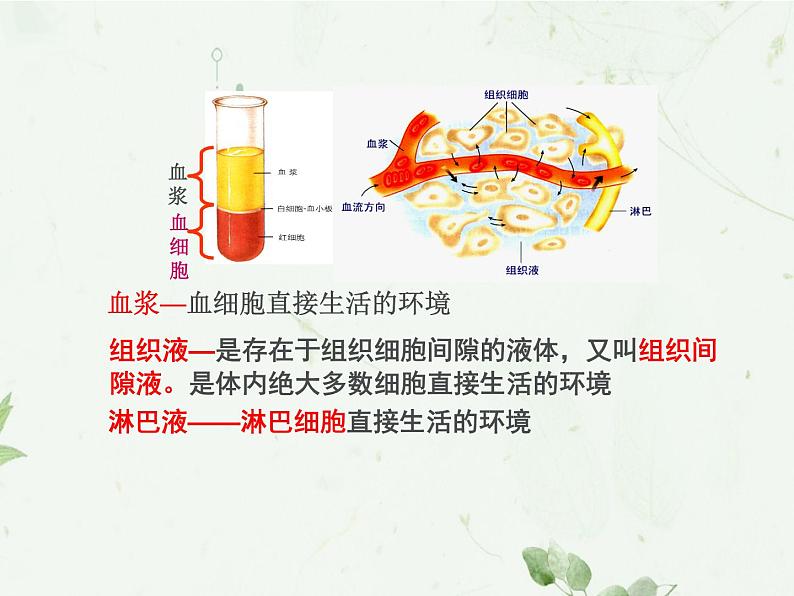 1.1 细胞生活的环境课件PPT第5页