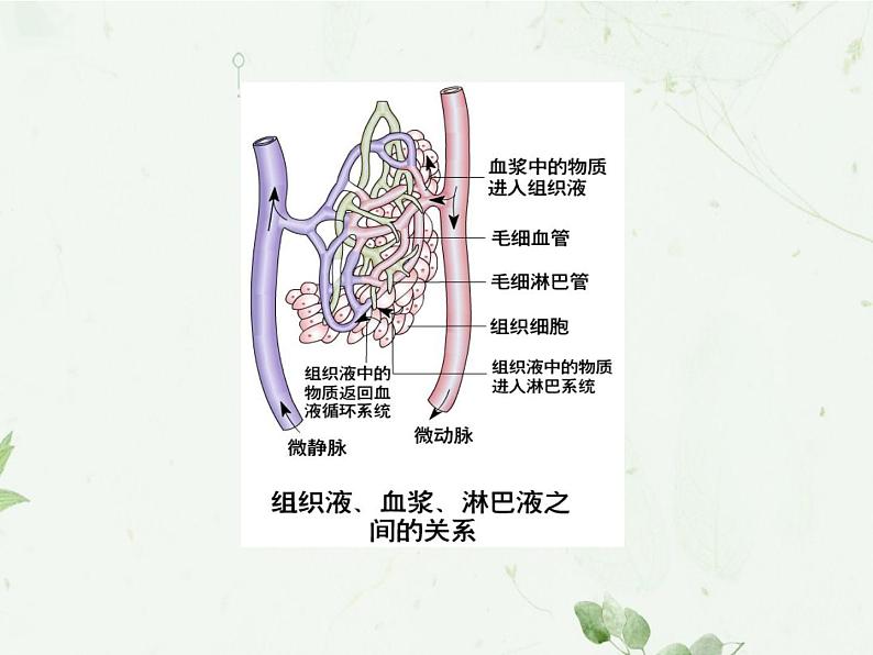 1.1 细胞生活的环境课件PPT第8页