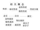 人教版高一生物课件《遗传的基本规律》