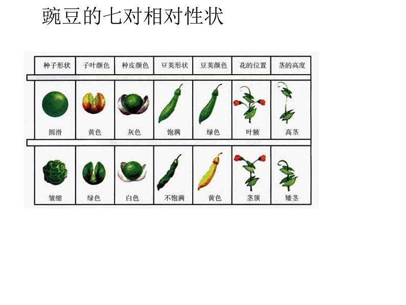 人教版高一生物课件《遗传的基本规律》第5页