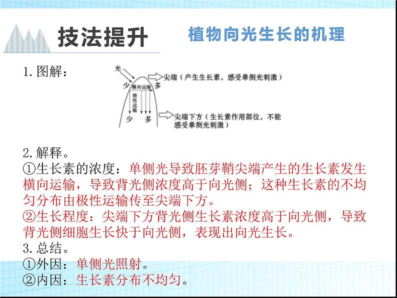 2022届新高考生物一轮复习第七单元 生命活动的调节（5）植物生命活动的调节课件第7页