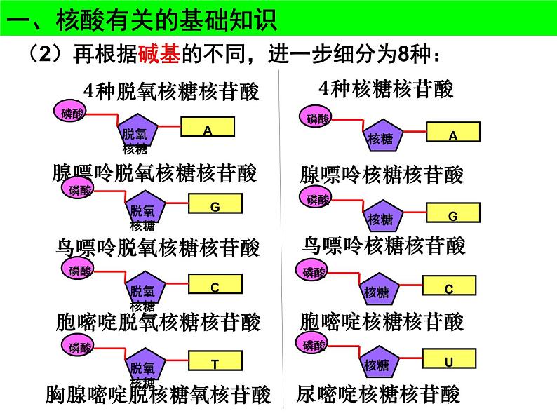 2022届高中生物一轮复习生物课件：1.5核酸、糖类与脂质第5页