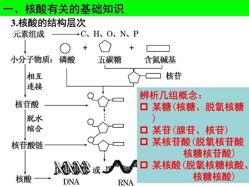 2022届高中生物一轮复习生物课件：1.5核酸、糖类与脂质第6页