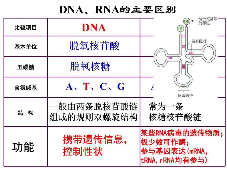 2022届高中生物一轮复习生物课件：1.5核酸、糖类与脂质第8页