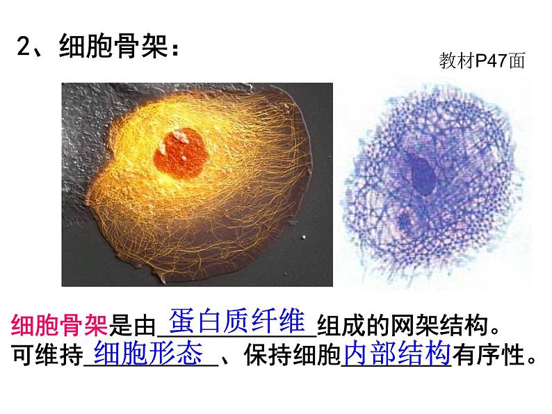 2022届高中生物一轮复习生物课件：2.2 细胞器——系统内的分工合作（3课时）第4页