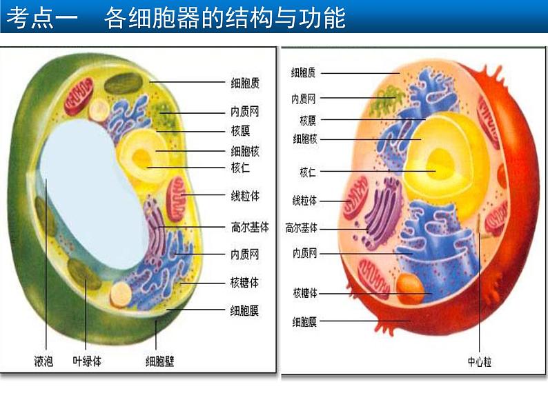 2022届高中生物一轮复习生物课件：2.2 细胞器——系统内的分工合作（3课时）第6页