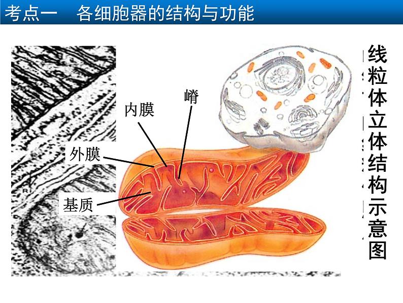 2022届高中生物一轮复习生物课件：2.2 细胞器——系统内的分工合作（3课时）第7页