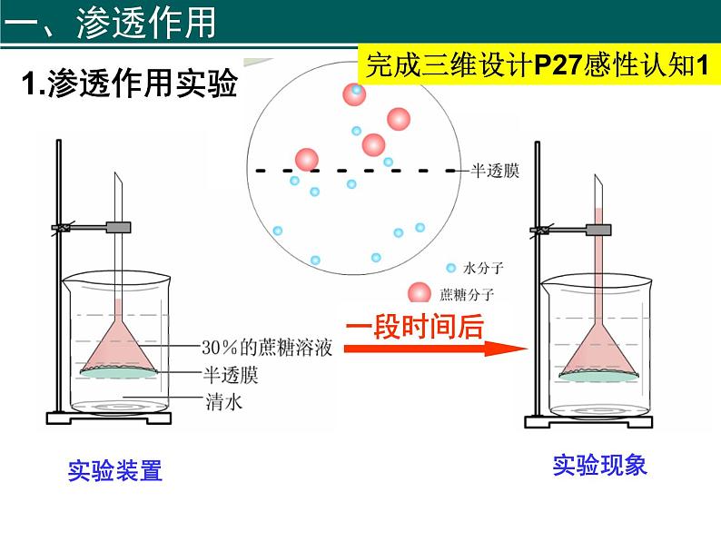 2022届高中生物一轮复习生物课件：2.3物质跨膜运输的实例第4页