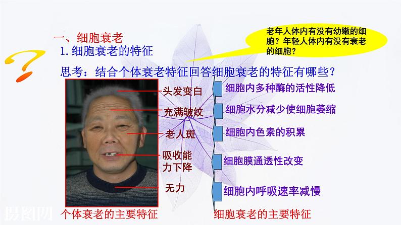 2021-2022学年高中生物新人教版必修1  6.3细胞的衰老和死亡 课件第5页