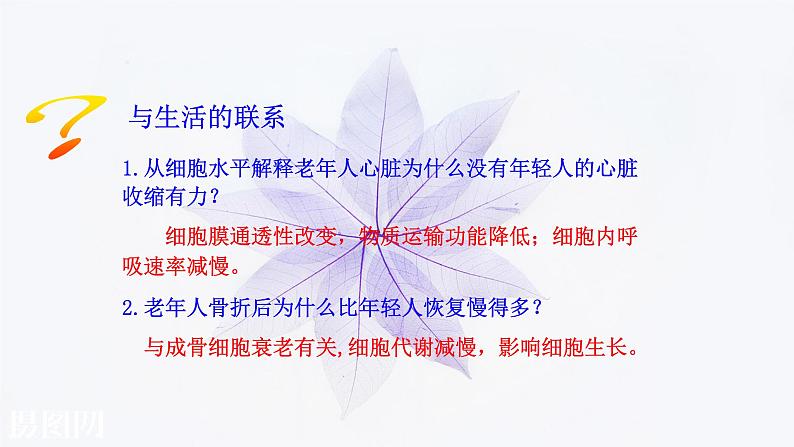 2021-2022学年高中生物新人教版必修1  6.3细胞的衰老和死亡 课件第6页