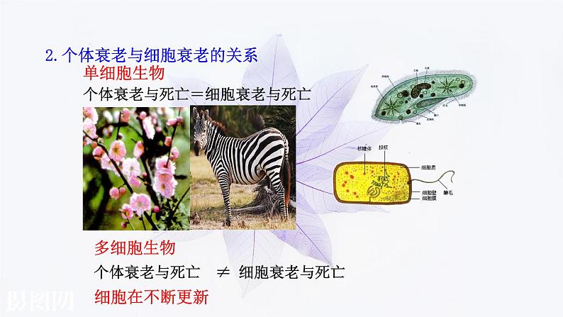 2021-2022学年高中生物新人教版必修1  6.3细胞的衰老和死亡 课件第7页