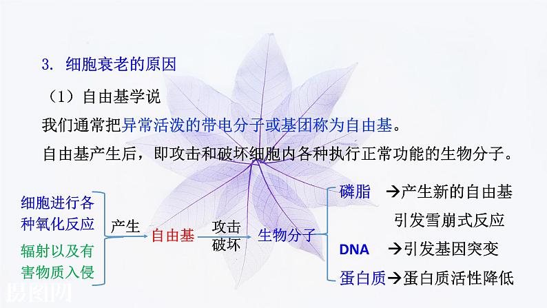 2021-2022学年高中生物新人教版必修1  6.3细胞的衰老和死亡 课件第8页