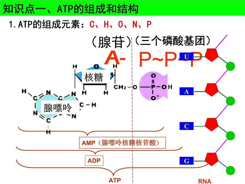 2022届高一轮复习生物课件：3.2 ATP与细胞呼吸（4节上课+3节课习题训练）第3页