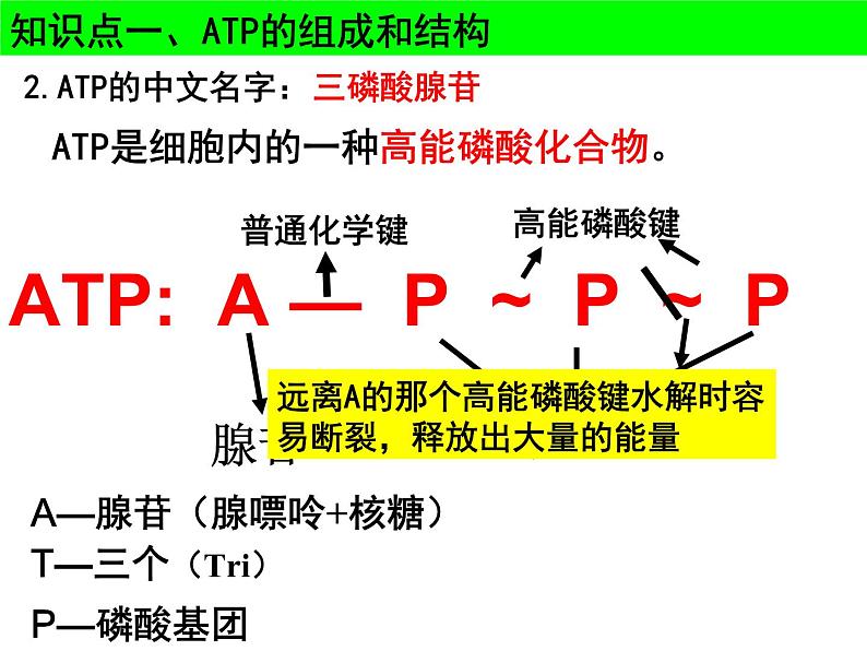 2022届高一轮复习生物课件：3.2 ATP与细胞呼吸（4节上课+3节课习题训练）第4页