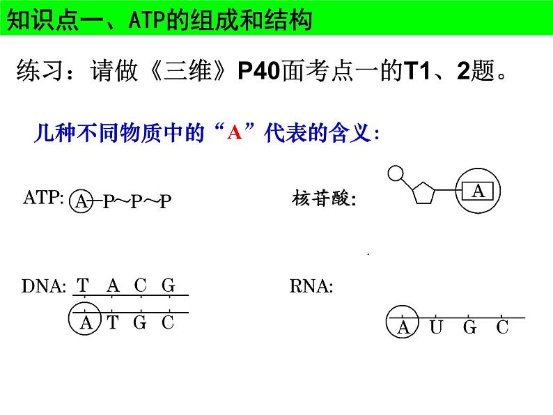 2022届高一轮复习生物课件：3.2 ATP与细胞呼吸（4节上课+3节课习题训练）第5页