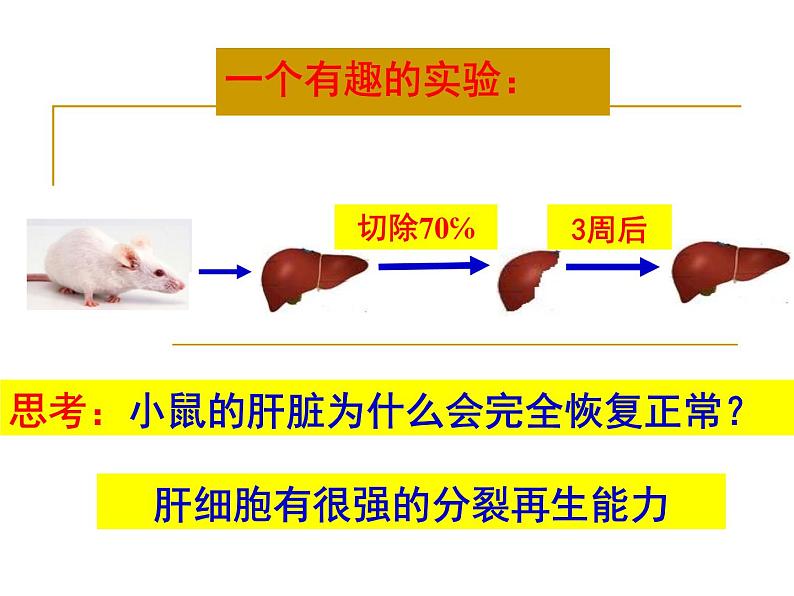 6.1细胞的增殖——有丝分裂课件高一生物人教版必修一01