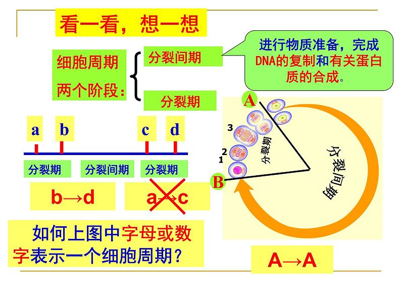 6.1细胞的增殖——有丝分裂课件高一生物人教版必修一04