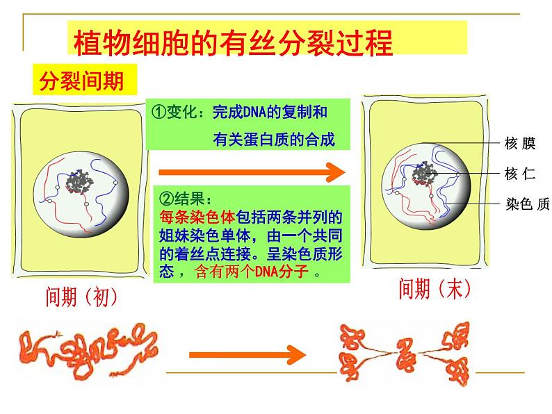 6.1细胞的增殖——有丝分裂课件高一生物人教版必修一06