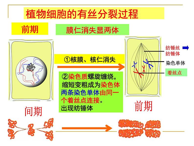 6.1细胞的增殖——有丝分裂课件高一生物人教版必修一07