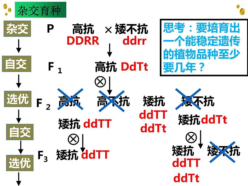 6.1杂交育种与诱变育种课件高一生物人教版必修二第5页