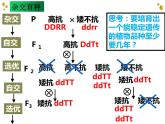 6.1杂交育种与诱变育种课件高一生物人教版必修二