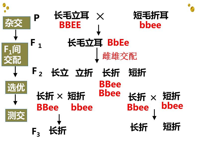 6.1杂交育种与诱变育种课件高一生物人教版必修二第7页