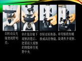 人教版生物必修一  1.2细胞的多样性和统一性课件PPT