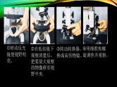 人教版生物必修一  1.2细胞的多样性和统一性课件PPT