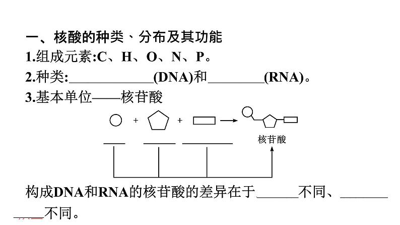2021-2022学年高中生物新教材人教版必修1  第2章 第5节 核酸是遗传信息的携带者 课件（40张）06