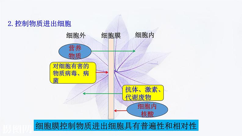 2021-2022学年高中生物新人教版必修1  3.1细胞膜的结构和功能 课件（35张）第6页