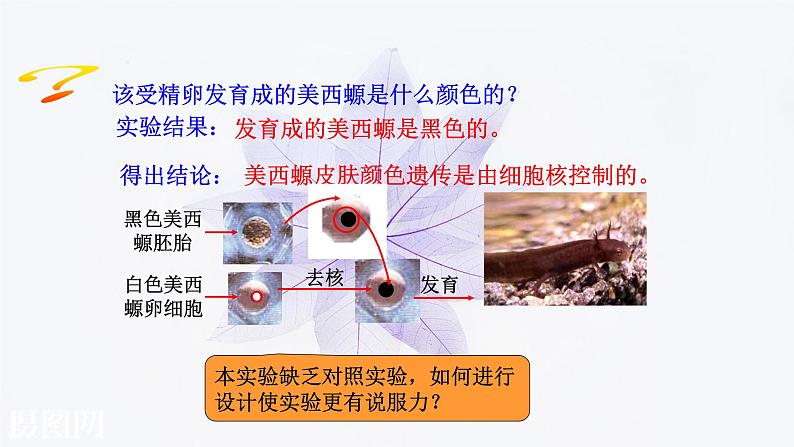 2021-2022学年高中生物新人教版必修1  3.3细胞核的结构和功能 课件（36张）第6页