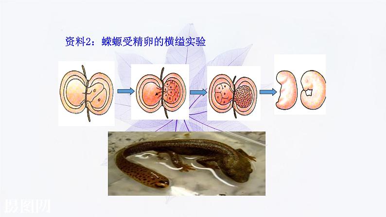 2021-2022学年高中生物新人教版必修1  3.3细胞核的结构和功能 课件（36张）第7页