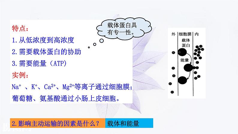 2021-2022学年高中生物新人教版必修1  4.2主动运输与胞吞胞吐 课件（23张）07