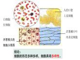 1.2 细胞的多样性和统一性 课件 人教新版生物必修1