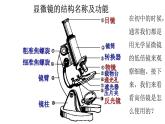 1.2 细胞的多样性和统一性 课件 人教新版生物必修1