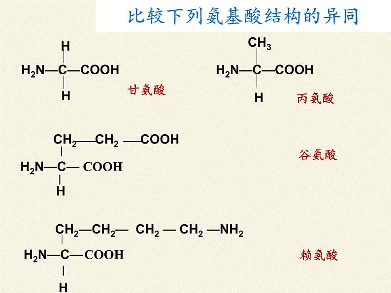 高中生物必修一课件-2.2.4蛋白质的结构和功能1-苏教版第4页