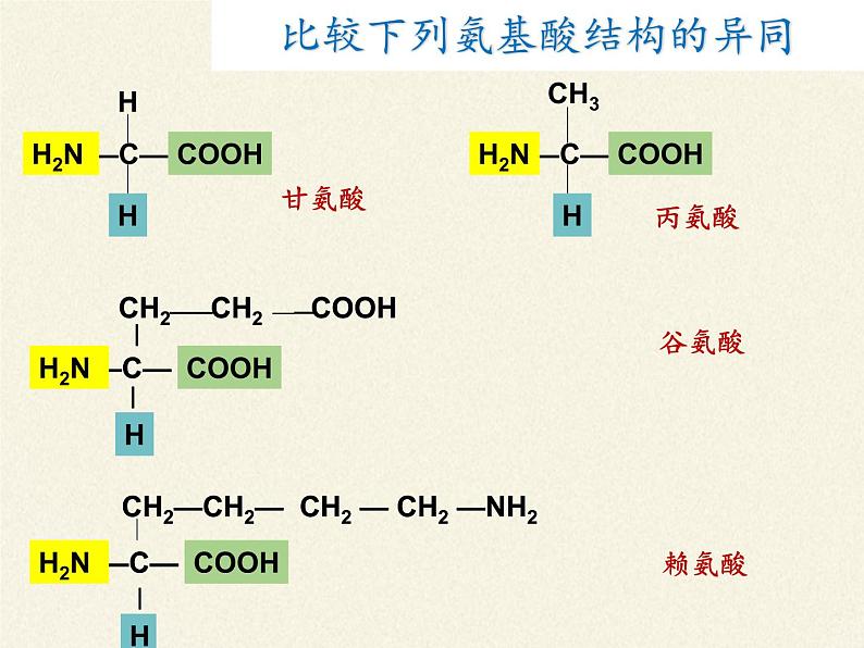 高中生物必修一课件-2.2.4蛋白质的结构和功能1-苏教版第5页