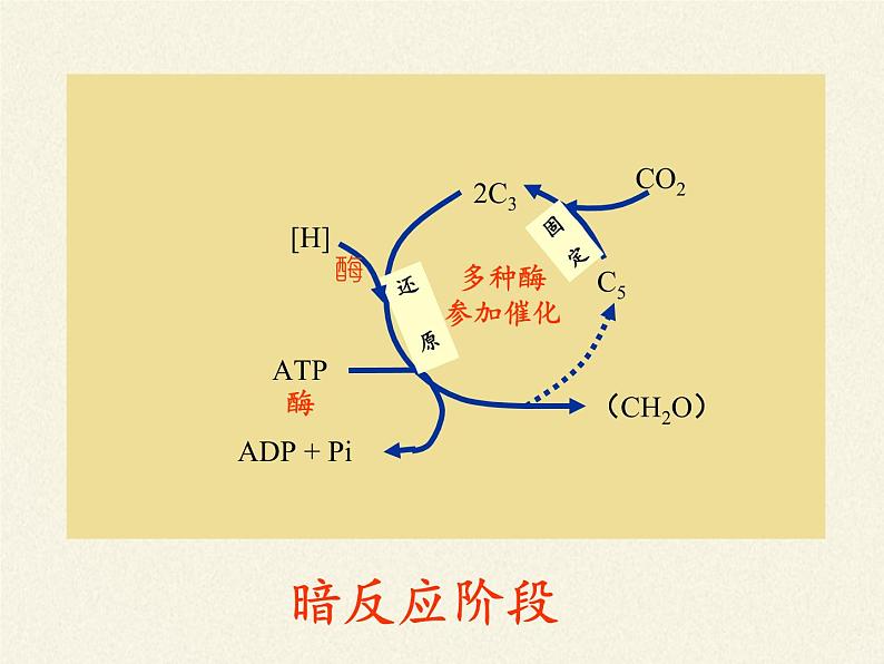 高中生物必修一课件-4.2.2光合作用的过程4-苏教版07