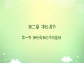 2.1神经调节的结构基础 课件 人教新版生物选择性必修第一册