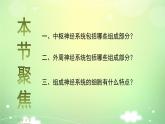 2.1神经调节的结构基础 课件 人教新版生物选择性必修第一册