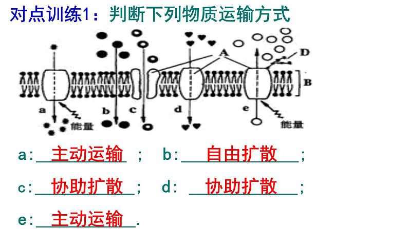4.2 主动运输与胞吞、胞吐课件PPT03